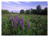 Lupine In Meadow Near Crescent Beach, British Columbia, Canada-Paper Art-34,,X26,,