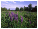 Lupine In Meadow Near Crescent Beach, British Columbia, Canada-Paper Art-42,,X32,,