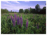 Lupine In Meadow Near Crescent Beach, British Columbia, Canada-Paper Art-50,,X38,,