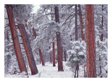 Ponderosa Pines With Snow, Grand Canyon National Park, Arizona-Paper Art-26,,X20,,