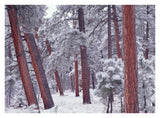Ponderosa Pines With Snow, Grand Canyon National Park, Arizona-Paper Art-34,,X26,,