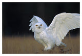 Snowy Owl Adult, Circumpolar Species, British Columbia, Canada-Paper Art-20,,X14,,
