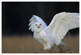Snowy Owl Adult, Circumpolar Species, British Columbia, Canada-Paper Art-50,,X34,,