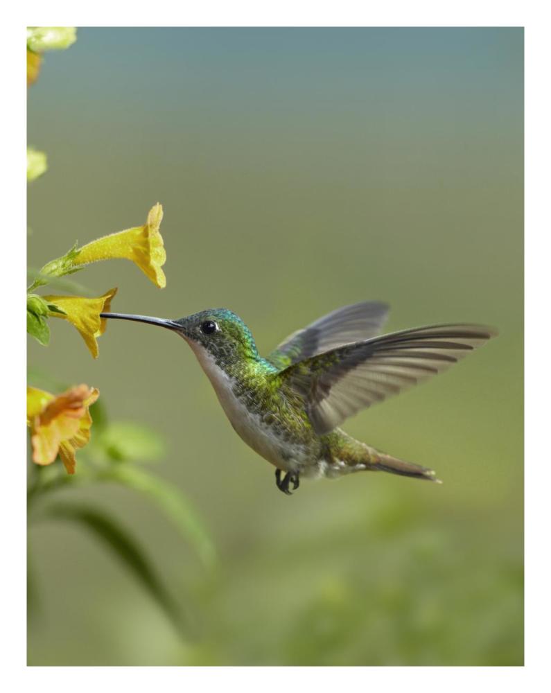 Andean Emerald Hummingbird Feeding On A Yellow Flower, Ecuador-Paper Art-20,,X26,,
