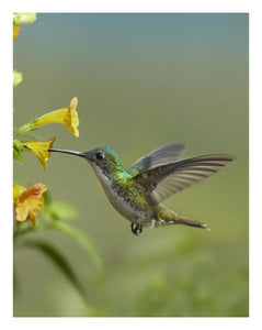 Andean Emerald Hummingbird Feeding On A Yellow Flower, Ecuador-Paper Art-20,,X26,,
