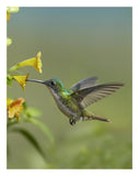 Andean Emerald Hummingbird Feeding On A Yellow Flower, Ecuador-Paper Art-20,,X26,,
