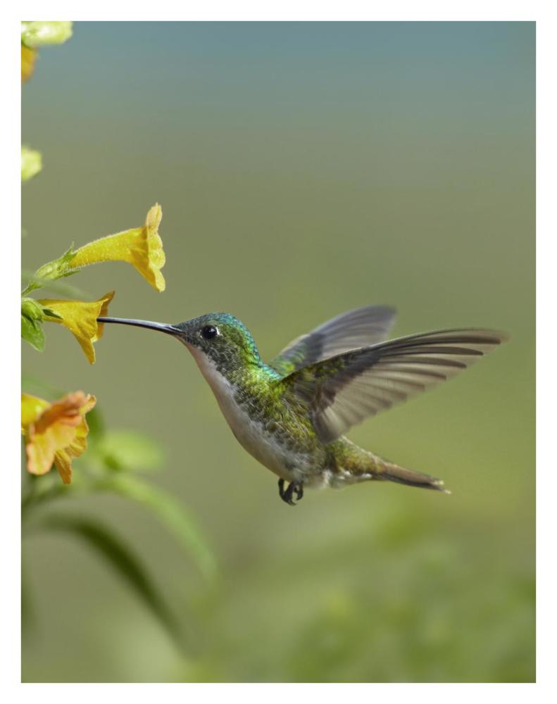 Andean Emerald Hummingbird Feeding On A Yellow Flower, Ecuador-Paper Art-26,,X34,,