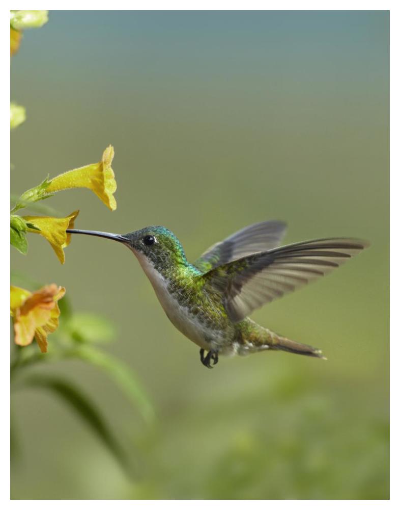 Andean Emerald Hummingbird Feeding On A Yellow Flower, Ecuador-Paper Art-38,,X50,,