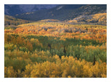 Aspen Trees In Fall Colors, Gunnison National Forest, Colorado-Paper Art-26,,X20,,