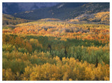 Aspen Trees In Fall Colors, Gunnison National Forest, Colorado-Paper Art-50,,X38,,