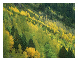 Aspen Grove In Fall Colors, Gunnison National Forest, Colorado-Paper Art-26,,X20,,