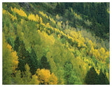 Aspen Grove In Fall Colors, Gunnison National Forest, Colorado-Paper Art-50,,X38,,