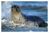 Northern Elephant Seal Female In Splashing Surf, North America-Paper Art-38,,X26,,