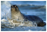 Northern Elephant Seal Female In Splashing Surf, North America-Paper Art-50,,X34,,