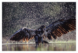 Bald Eagle Juvenile Bathing In River, British Columbia, Canada-Paper Art-20,,X14,,