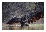 Bald Eagle Juvenile Bathing In River, British Columbia, Canada-Paper Art-26,,X18,,