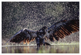 Bald Eagle Juvenile Bathing In River, British Columbia, Canada-Paper Art-50,,X34,,