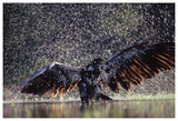 Bald Eagle Juvenile Bathing In River, British Columbia, Canada-Paper Art-62,,X42,,