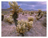 Teddy Bear Cholla Cacti, Joshua Tree National Park, California-Paper Art-18,,X14,,