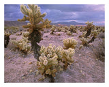 Teddy Bear Cholla Cacti, Joshua Tree National Park, California-Paper Art-26,,X20,,
