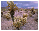 Teddy Bear Cholla Cacti, Joshua Tree National Park, California-Paper Art-50,,X38,,