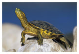 Yellow-Bellied Slider Turtle, Portrait, On Rock, North America-Paper Art-20,,X14,,