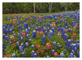 Bluebonnet And Paintbrush Meadow, Cedar Hill State Park, Texas-Paper Art-18,,X14,,