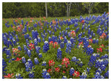 Bluebonnet And Paintbrush Meadow, Cedar Hill State Park, Texas-Paper Art-50,,X38,,