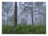 Saw Palmetto And Pine Trees In Fog, Near Estero River, Florida-Paper Art-26,,X20,,