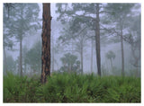 Saw Palmetto And Pine Trees In Fog, Near Estero River, Florida-Paper Art-50,,X38,,