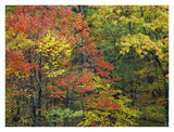 Fall Foliage At Fishers Gap, Shenandoah National Park, Virginia-Paper Art-34,,X26,,