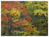 Fall Foliage At Fishers Gap, Shenandoah National Park, Virginia-Paper Art-50,,X38,,