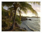 Wilkes Point At Sunset With Palm Trees, Roatan Island, Honduras-Paper Art-26,,X20,,