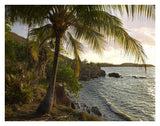 Wilkes Point At Sunset With Palm Trees, Roatan Island, Honduras-Paper Art-34,,X26,,