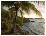 Wilkes Point At Sunset With Palm Trees, Roatan Island, Honduras-Paper Art-42,,X32,,