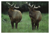 Elk Pair Looking Behind Them, Redwood National Park, California-Paper Art-20,,X14,,