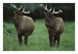 Elk Pair Looking Behind Them, Redwood National Park, California-Paper Art-26,,X18,,