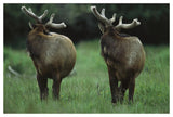 Elk Pair Looking Behind Them, Redwood National Park, California-Paper Art-50,,X34,,