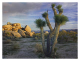 Joshua Tree And Boulders, Joshua Tree National Park, California-Paper Art-18,,X14,,