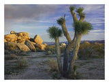 Joshua Tree And Boulders, Joshua Tree National Park, California-Paper Art-26,,X20,,