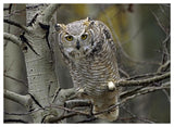 Great Horned Owl Pale Form, Kootenays, British Columbia, Canada-Paper Art-50,,X38,,