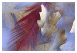 Northern Cardinal Feather And Oak Leaves Frozen In Ice, Arizona-Paper Art-20,,X14,,