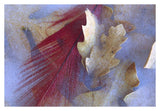Northern Cardinal Feather And Oak Leaves Frozen In Ice, Arizona-Paper Art-38,,X26,,