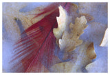 Northern Cardinal Feather And Oak Leaves Frozen In Ice, Arizona-Paper Art-50,,X34,,