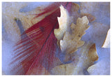 Northern Cardinal Feather And Oak Leaves Frozen In Ice, Arizona-Paper Art-62,,X42,,