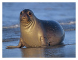 Northern Elephant Seal Female Laying On Beach, California Coast-Paper Art-34,,X26,,