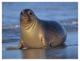 Northern Elephant Seal Female Laying On Beach, California Coast-Paper Art-42,,X32,,