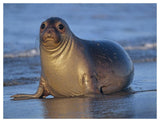 Northern Elephant Seal Female Laying On Beach, California Coast-Paper Art-50,,X38,,