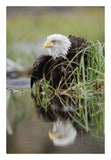 Bald Eagle With Reflection At The Edge Of A Lake, North America-Paper Art-18,,X26,,