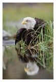 Bald Eagle With Reflection At The Edge Of A Lake, North America-Paper Art-22,,X32,,